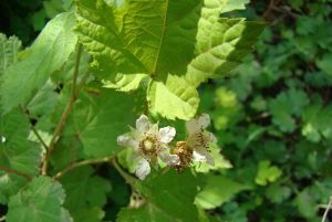 無腺桉葉懸鉤子 無腺桉葉懸鉤子
