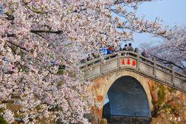 黿頭渚櫻花節 黿頭渚櫻花節