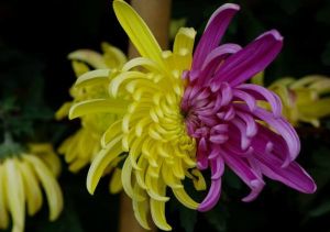 鴛鴦展翅 鴛鴦展翅