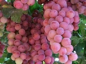 新疆葡萄 新疆葡萄