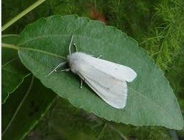 桑樹美國白蛾 桑樹美國白蛾