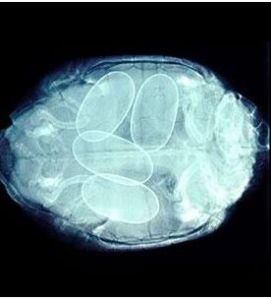 雪藏卵子 雪藏卵子