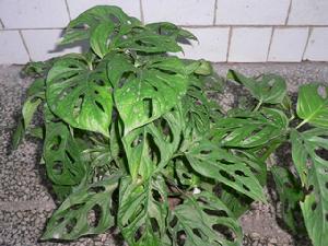 迷你龜背 迷你龜背