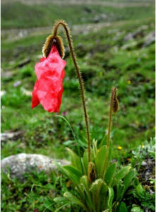紅花綠絨蒿 紅花綠絨蒿