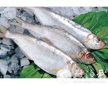 鰳魚