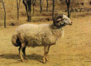 豫西脂尾羊 豫西脂尾羊