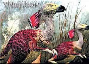 凱瑞克勒鷹 凱瑞克勒鷹