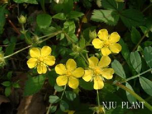 三出葉委陵菜 三出葉委陵菜