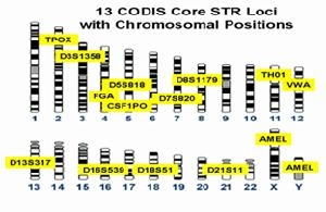 STR分型檢測 STR分型檢測
