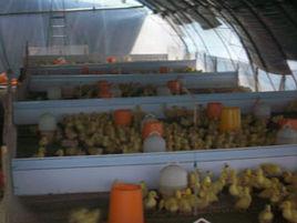 鴛鴦鴨苗 鴛鴦鴨苗