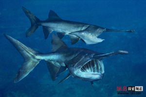 密西西比匙吻鱘 密西西比匙吻鱘