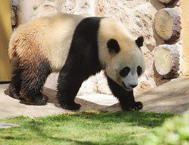 叮叮[濟南動物園大熊貓]