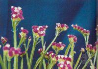 紅花補血草 紅花補血草