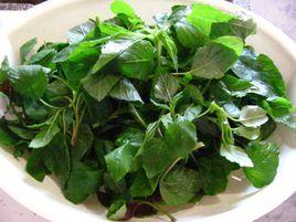 涼拌野莧菜 涼拌野莧菜