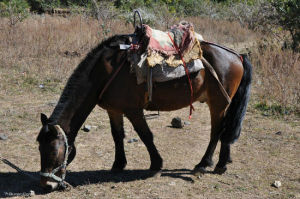 盛源騎馬場 盛源騎馬場