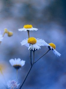 初初[漢語詞組]