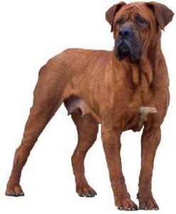 日本土佐 日本土佐