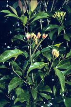 丁香油[植物提取物]