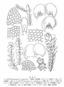 多毛葉苔 多毛葉苔