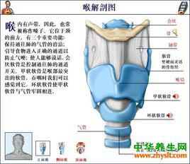 喉嚨[解剖部位]