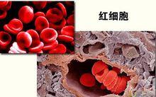 成熟紅細胞無核無細胞器