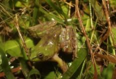 奇異多指節蟾 奇異多指節蟾