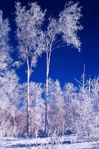 柴河森林公園 柴河森林公園