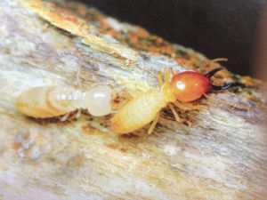 曲顎乳白蟻 曲顎乳白蟻