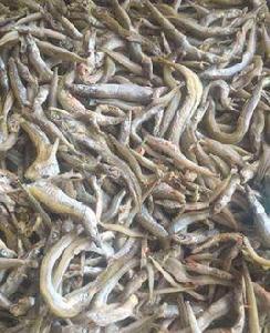 玉筋魚乾品 玉筋魚乾品