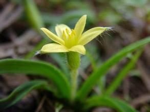 黃花雞腎子 黃花雞腎子