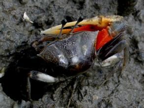 丹氏花蟹蛛 丹氏花蟹蛛