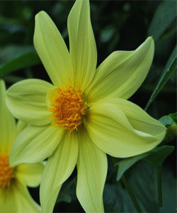 黃花短蕊茶 黃花短蕊茶