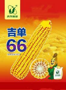 吉單66 吉單66