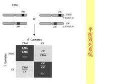平衡致死系統 平衡致死系統