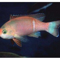 東加碧麗寶石 東加碧麗寶石