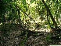 良鳳江森林公園