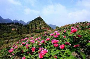 墊江太平牡丹園 墊江太平牡丹園
