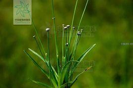 疏毛谷精草 疏毛谷精草