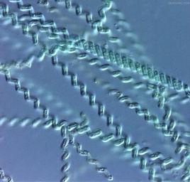 雪域東巴螺旋藻 雪域東巴螺旋藻