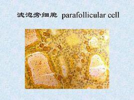 濾泡旁細胞 濾泡旁細胞
