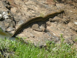 體型巨大的非洲岩蟒圖片