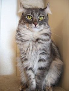 美國卷耳貓 美國卷耳貓