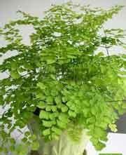 長葉柳葉蘚 長葉柳葉蘚