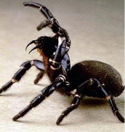 毒蜘蛛[生物]