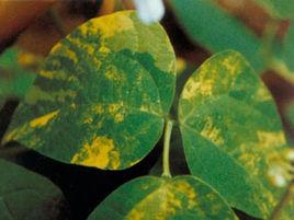 菜豆花葉病毒病 菜豆花葉病毒病