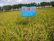 龍粳20