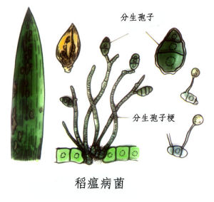 半知菌綱 半知菌綱