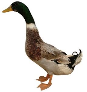 漢中麻鴨 漢中麻鴨