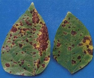 綠豆葉斑病 綠豆葉斑病