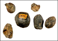 （圖）海底礦產磷結核